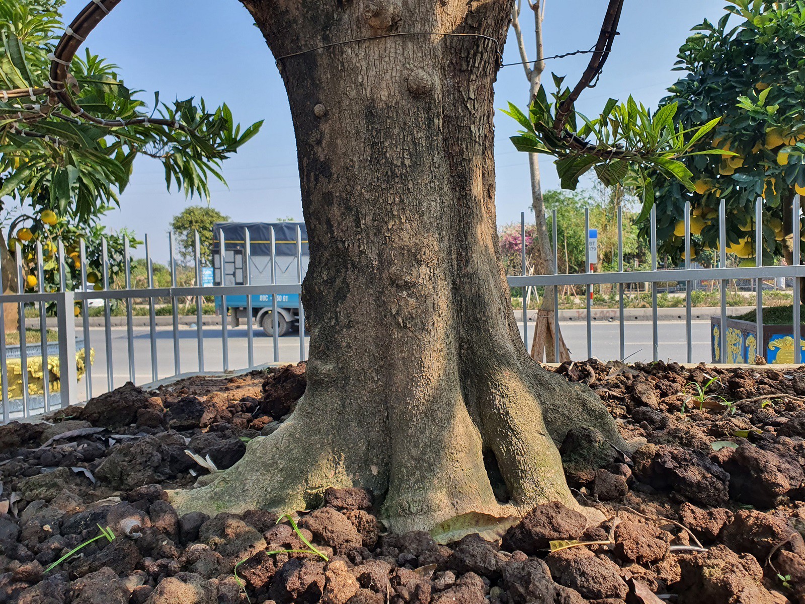  cây này phải trên 60 năm. 