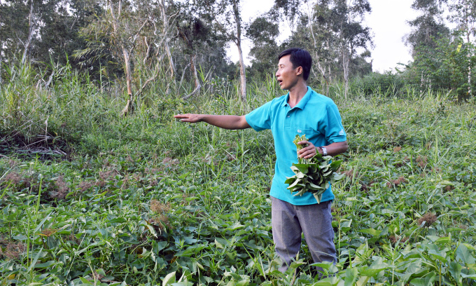 Cà Mau Anh Phạm Duy Khanh, 39 tuổi, giữ 60 ha rừng tràm cho đàn ong sinh sống để khai thác mật